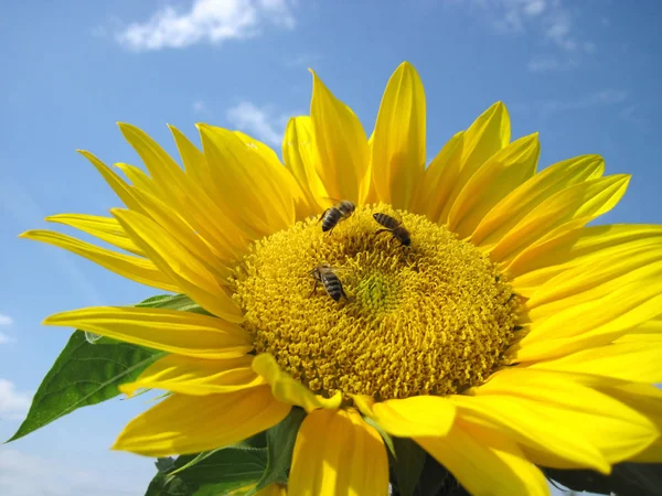 Sedí tři včely na soneflower — Stock fotografie