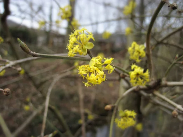 Jarní pozadí s žlutými květy stromu brunche — Stock fotografie