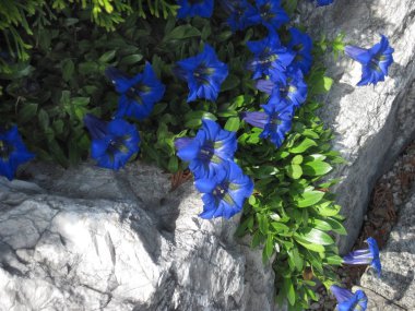 kayanın üzerinde mavi çiçek detay resmi