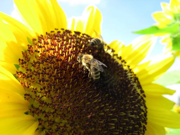 2 ミツバチがひまわりに座っています。 — ストック写真