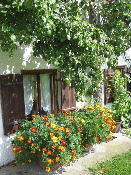 Fleurs colorées contre le mur avec des fenêtres — Photo