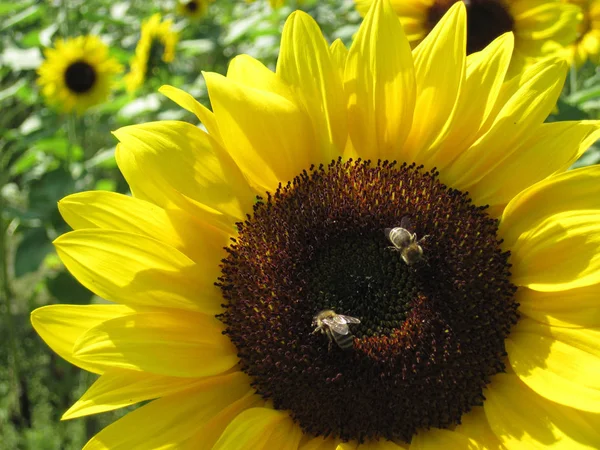 Aresitting dvě včely na slunečnice — Stock fotografie