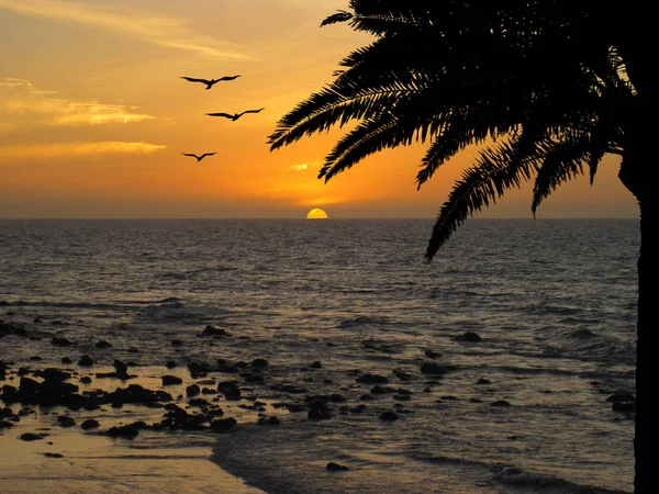 Uçan kuşlar ve palmiye ağacı ile tropik sahilde günbatımı — Stok fotoğraf
