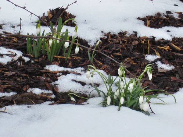 Snowdrops Πρώτη Πρώιμη Άνοιξη Λουλούδια Galanthus Nivalis — Φωτογραφία Αρχείου