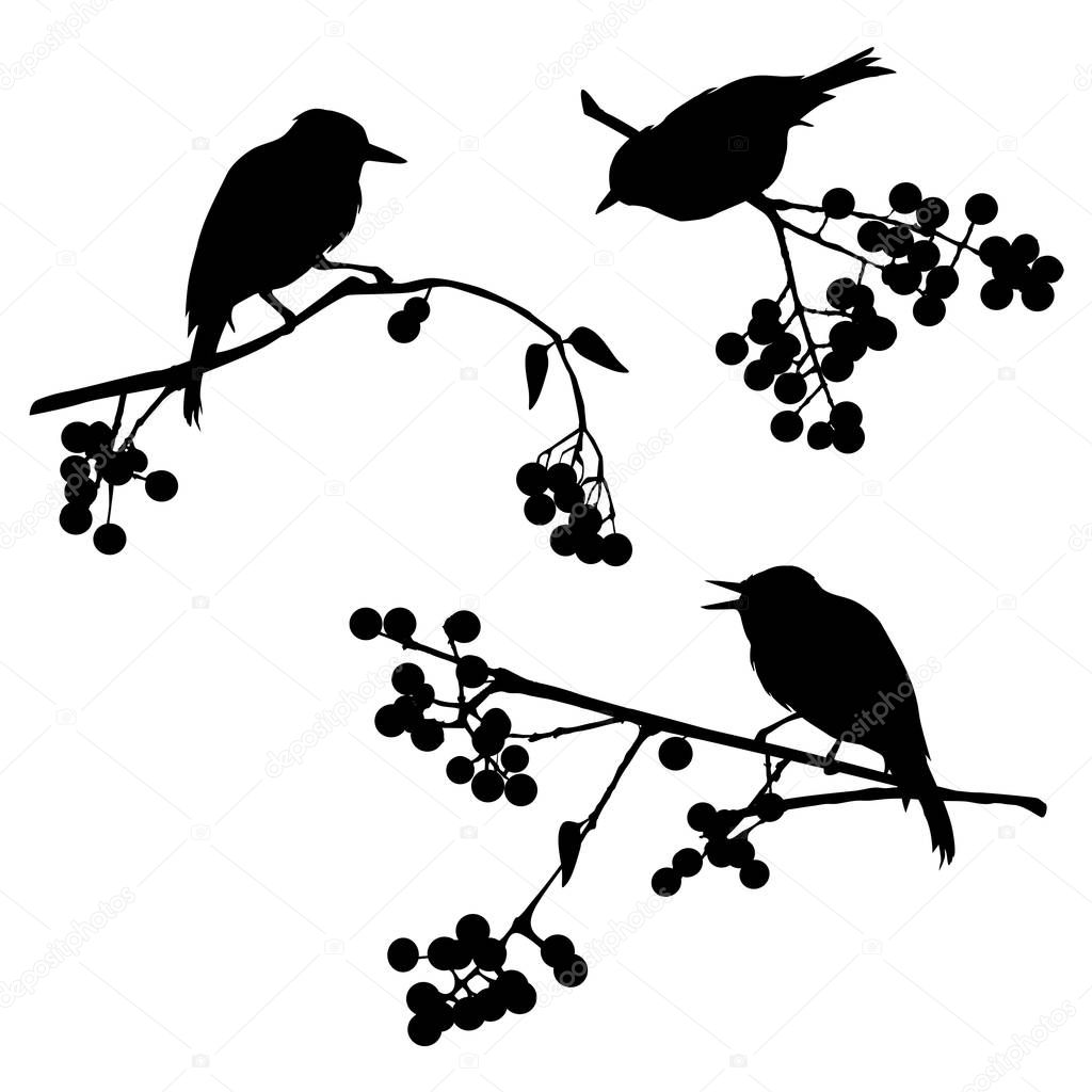 Birds on the branch - set of vector elements