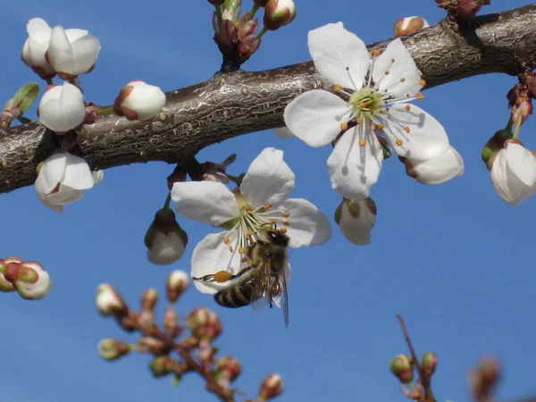 Spring background. A beautiful blooming tree in Garden with a fl — Stock Photo, Image