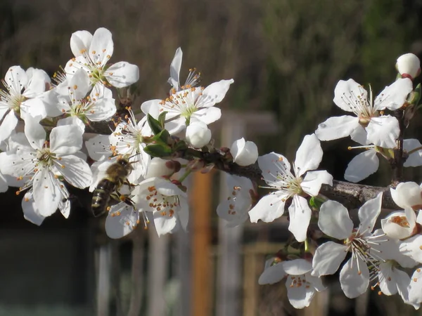 Spring Background Purity Blooming Flowers Working Bee — Stock Photo, Image