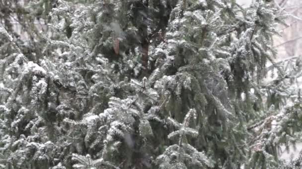 Close up view of snow falling in front of trees — Stock Video