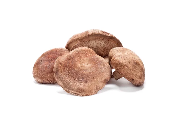 Свіжі гриби шіїтаке — стокове фото