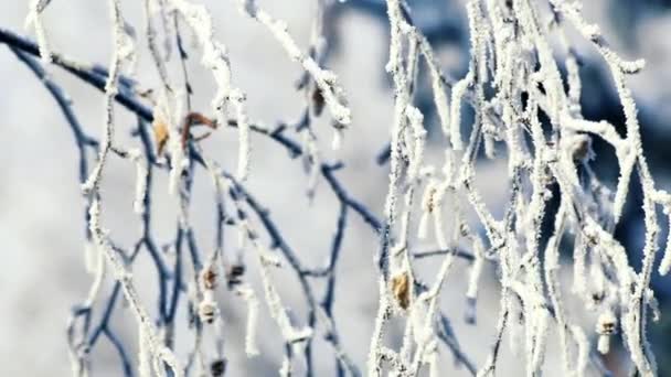 冬天的场景。白桦树的冷冻的分支覆盖新鲜的雪特写 — 图库视频影像