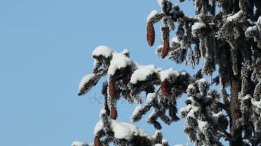 Karla kaplanmış kozalaklı çam ağaçları.