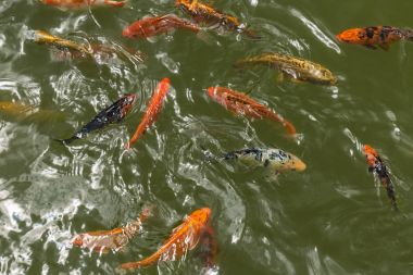 güzel koi sazan balık bir grup doğal açık havuzda yüzme