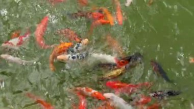 Görüntüleri süslü sazan balık, ayna sazan balık, koi crap balık.