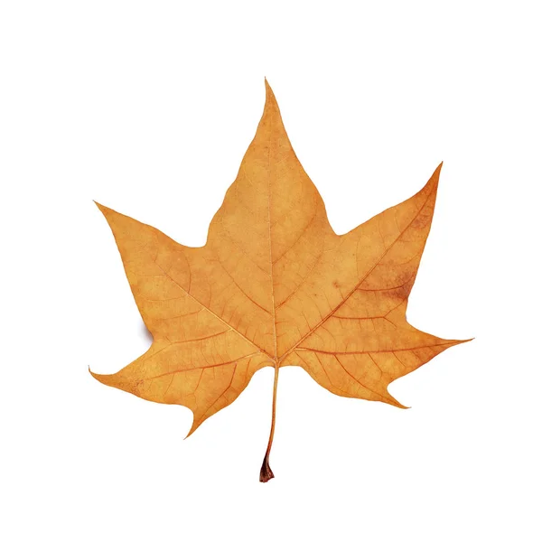 Jesienny liść klonu izolowany na białym tle — Zdjęcie stockowe
