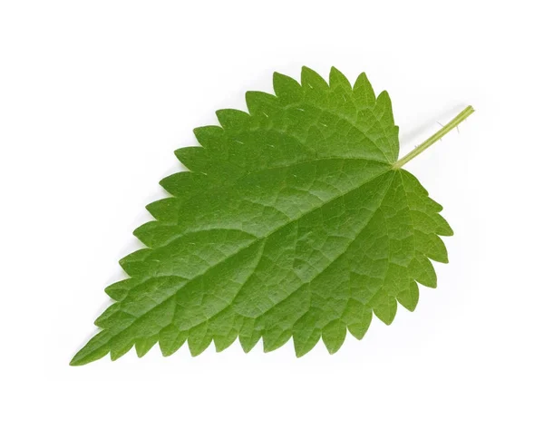 Stinging nettle leaf, Urtica dioica. Herbal remedy. — Stock Photo, Image