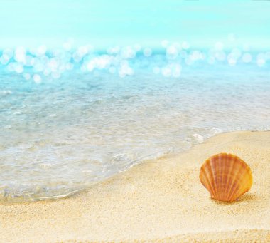 Plajı ile deniz hayvanı kabuğu.
