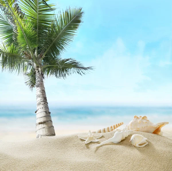 Palm op het strand. — Stockfoto