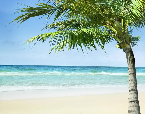 Spiaggia con il palmo . — Foto Stock