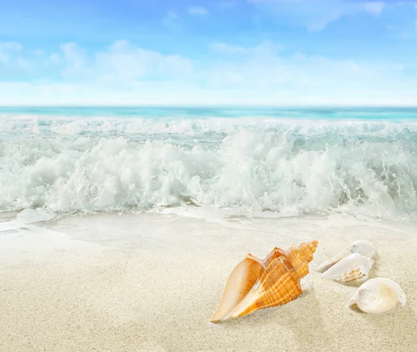 seashore on the sand seashore on the sand