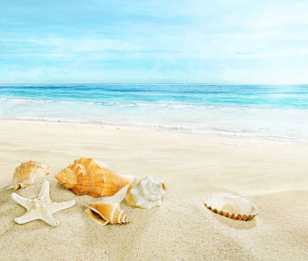 Песчаный пляж с раковинами . — стоковое фото