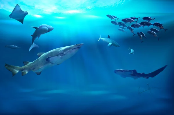 Animales marinos. Ilustración 3D — Foto de Stock