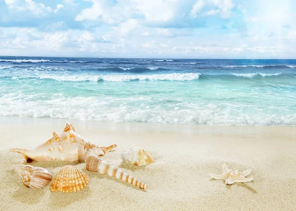 Visa på sandstranden. — Stockfoto