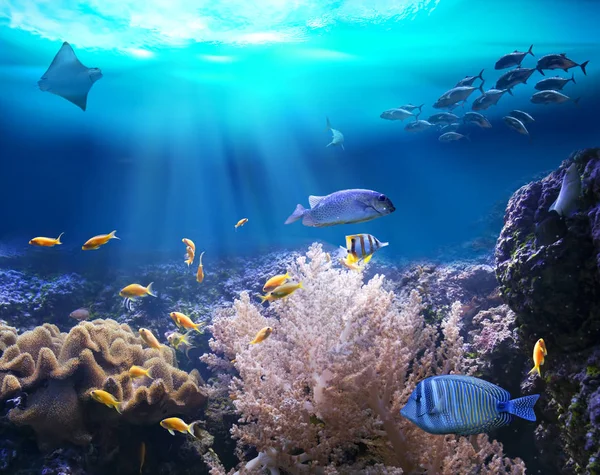 Recifes com animais marinhos. Ilustração 3D — Fotografia de Stock