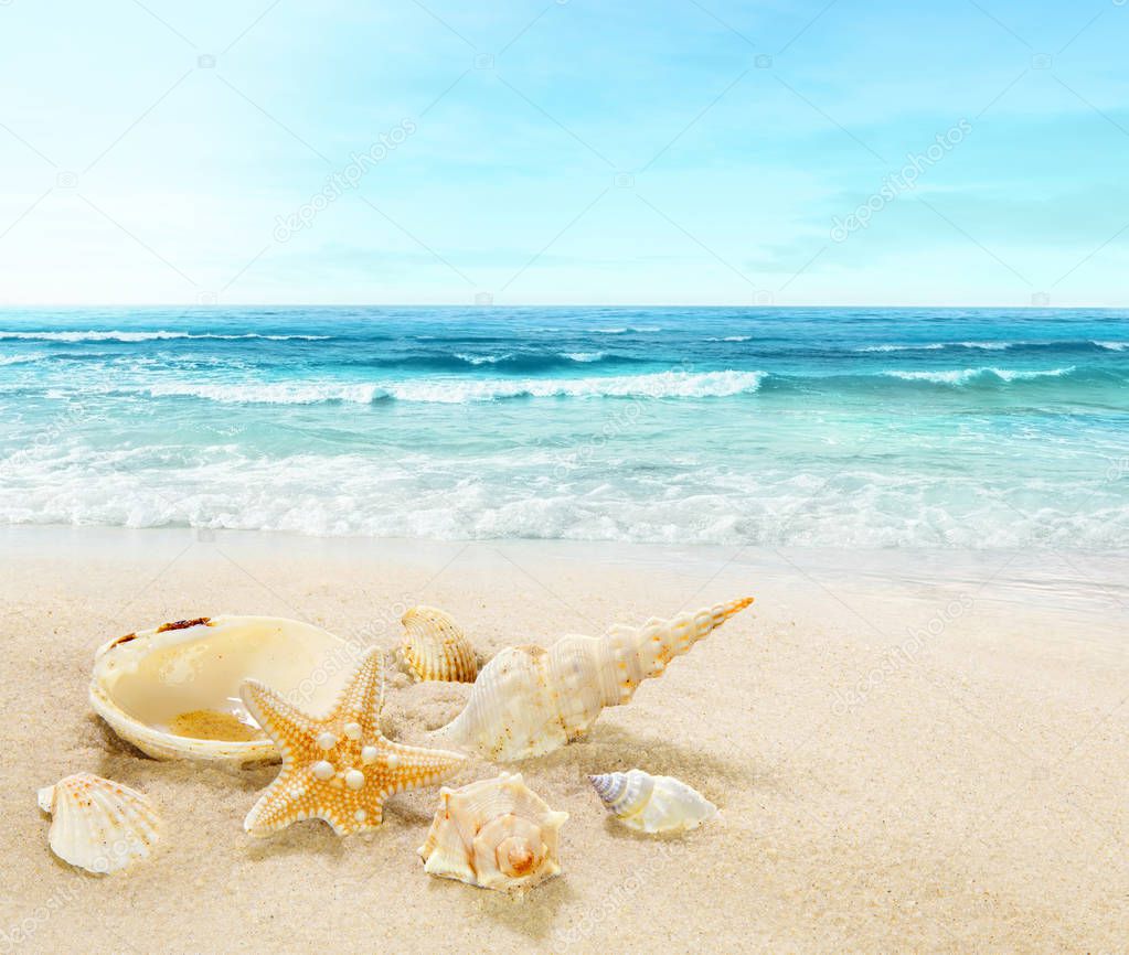 Shells on sandy beach.