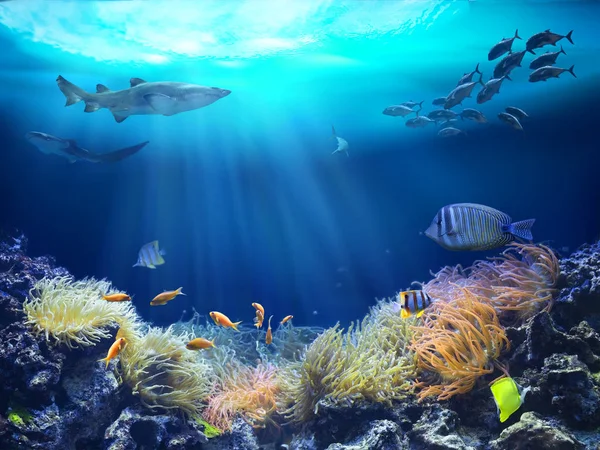 Vida marina en el arrecife. Ilustración 3D — Foto de Stock