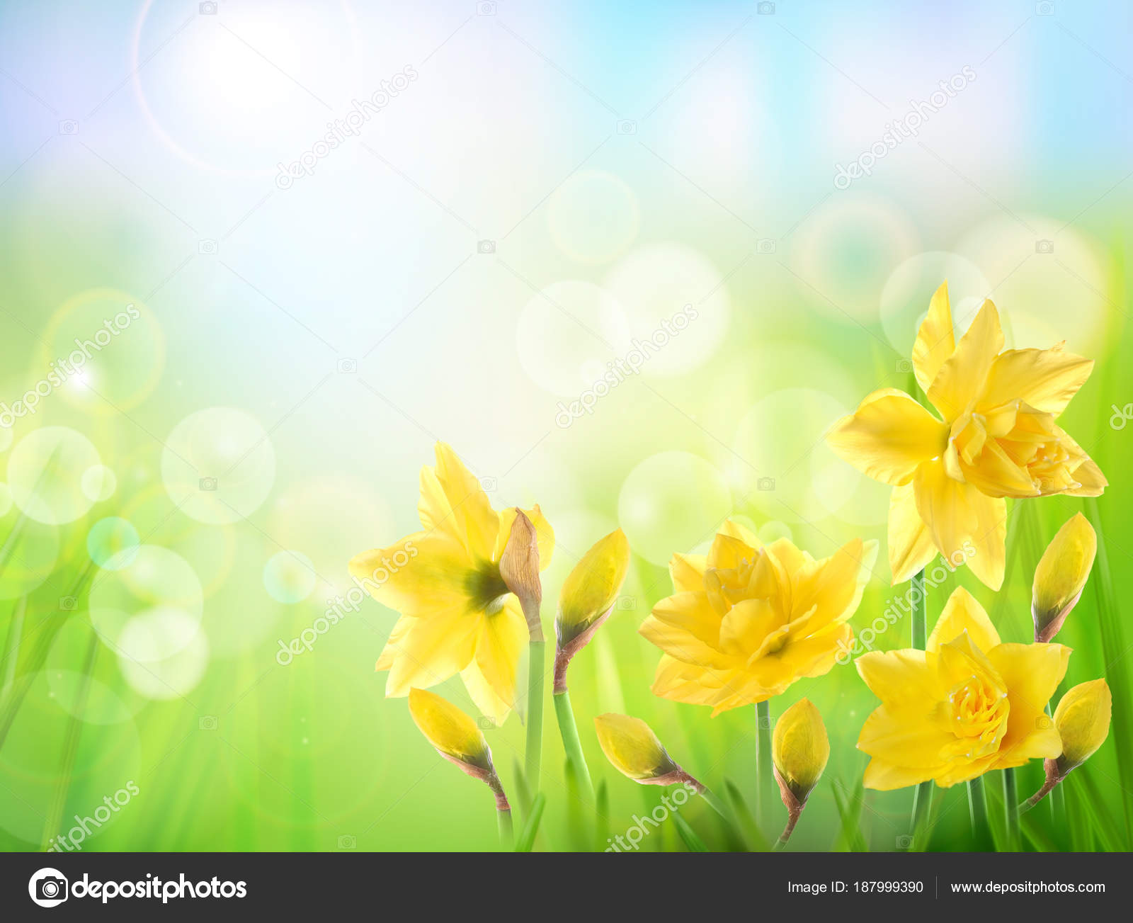 Spring Nature Background Yellow Flower Daffodils Stock Photo by ©silvae  187999390