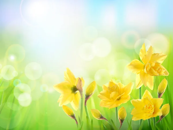 Lente Natuur Achtergrond Met Gele Bloem Narcissen — Stockfoto