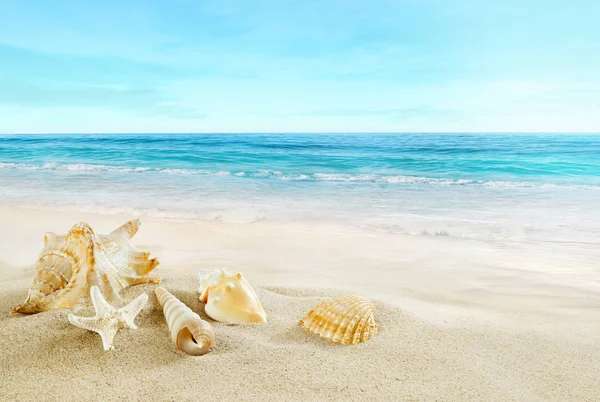 Тропический Пляж Раковины Песке — стоковое фото