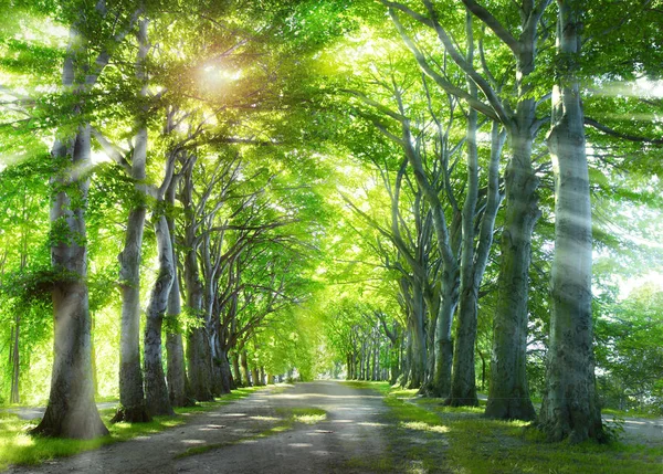 Way through the forest. Nature background with green summer trees.