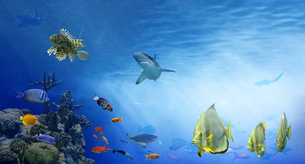 Underwater Sea World Life Coral Reef Colorful Tropical Fish Ecosystem — Stock Photo, Image