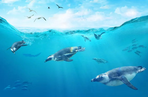 アフリカのペンギンの群れが魚の間でダイビング 海の動物と水中 水面を通過する太陽光線 — ストック写真
