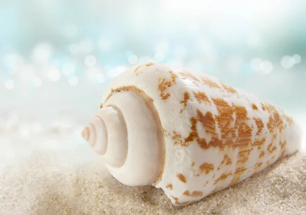 Shell Sea Shore Sand Sand Tropical Beach Macro Photo Summer — Stock Photo, Image
