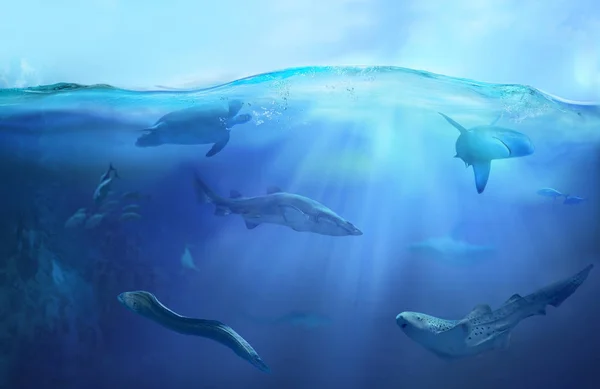 Océano Submarino Con Animales Marinos Tiburones Cazadores Ecosistema Vida Aguas — Foto de Stock