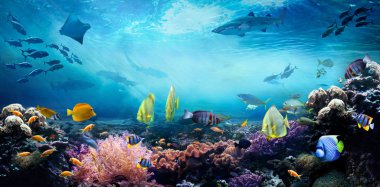 Underwater sea world. Life in a coral reef. Colorful tropical fish. Ecosystem.  clipart
