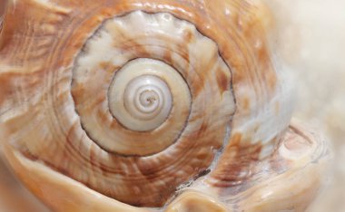 Deniz tarafından atılan büyük bir kabuk. Tropik plaj. Kabuk yüzey yapısı. Makro fotoğraf. 