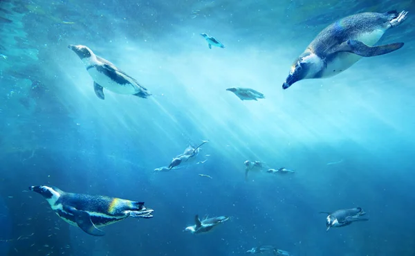 Полює Стадо Африканських Пінгвінів Океан Під Водою Морськими Тваринами Промені — стокове фото