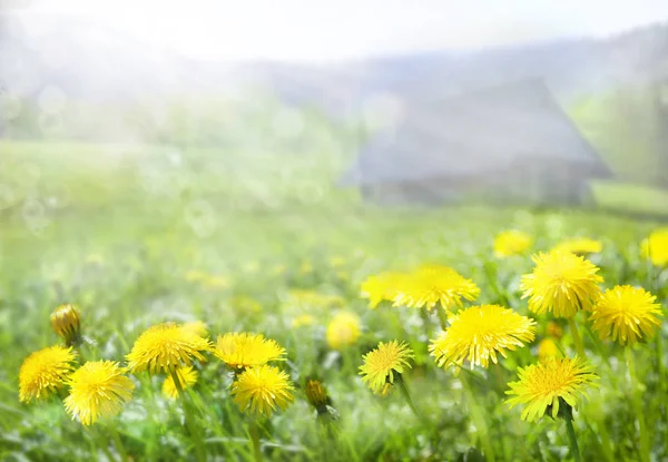 Löwenzahnfeld Frühling Den Bergen Starke Morgensonne Kleines Ferienhaus Den Bergen — Stockfoto