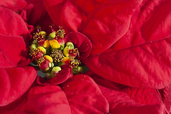Rote Blume Natürlicher Hintergrund Nahaufnahme Von Weihnachtssternen Blättern Makrofoto — Stockfoto
