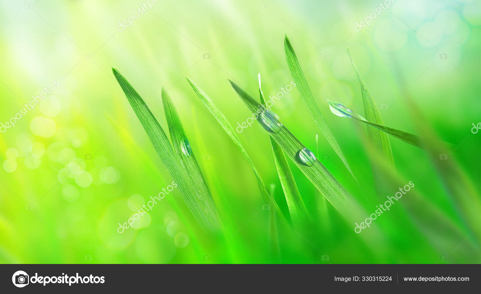 Water Drops Fresh Grass Leaves Green Meadow Rays Rising ...