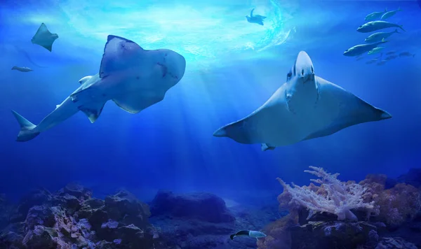 Ocean Underwater Marine Animals Myliobatidae Hunting Sharks Ecosystem Life Tropical — 스톡 사진