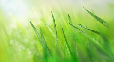 Taze çimen yapraklarına su damlaları. Bahar manzarası. Güneşin doğuşunda yeşil çayır. Doğa geçmişi. Makro fotoğraf.