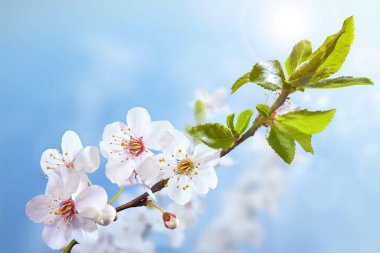 Ağacın güzel açan dalları. Çiçeklere çok yakın. Bahçeye bahar geldi. Güçlü sabah güneşi. Doğa arkaplanı.