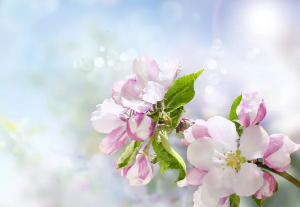 Mooie Bloeiende Tak Van Appelboom Sterke Ochtendzon Close Van Een — Stockfoto