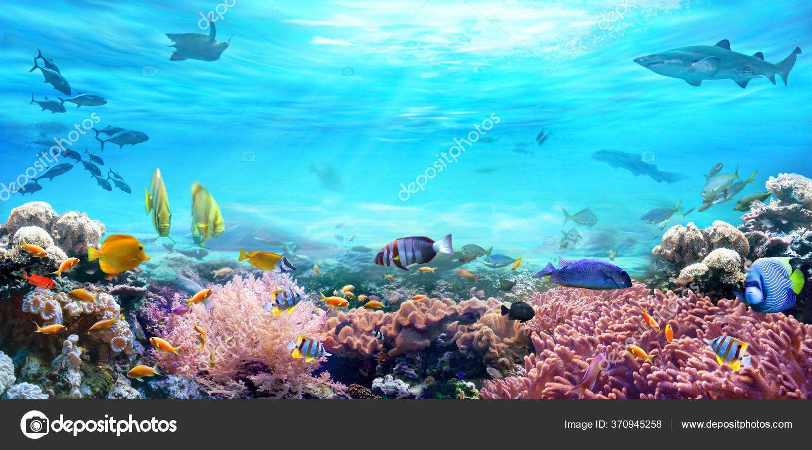 Coral Reef Amazing Tropical Fish Animals Underwater Sea World
