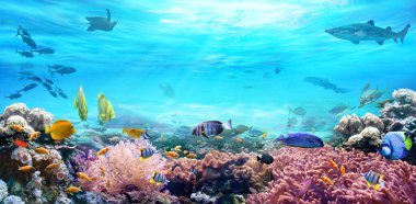 Animals of the underwater sea world. Life in a coral reef. Colorful tropical fish. Hunting shark. Ecosystem. clipart