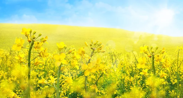 Campo Agrícola Com Plantas Colza Canola Florescendo Forte Luz Solar — Fotografia de Stock